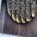 Island Bee Removals - Beekeepers