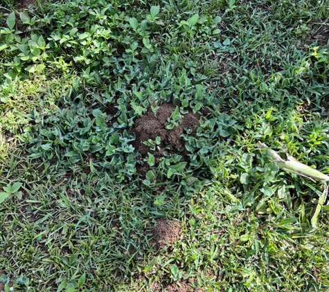 Tableland Pest Control - Atherton, QLD. They got rid of all the funnel ants that leave those horrible dirt mounds in your yard.