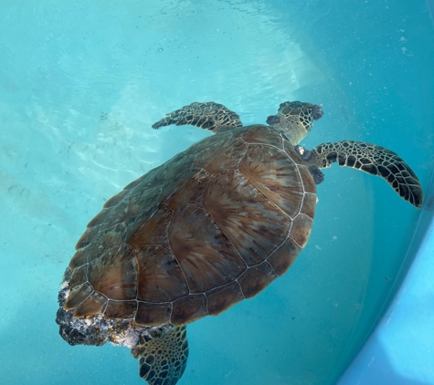 The Turtle Hospital - Marathon, FL