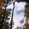 Sangamon Tree Service gallery