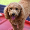 Bayside Pet Resort gallery