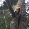 Ax Man Tree Service gallery