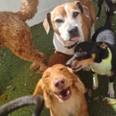 Paws 'n' Rec - Grace - Pet Services