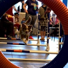 Zoom Room Dog Training - Littleton