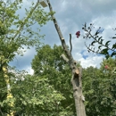 7 Oaks Tree Service LLC - Stump Removal & Grinding