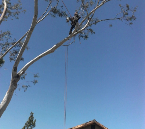 Carrillo's tree services - Chula Vista, CA