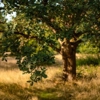 Waraner Bros. Tree Service gallery