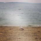 Barrington Town Beach