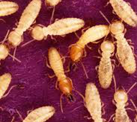 Washington Termite Inc.