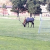 Lake Estes Golf Course gallery