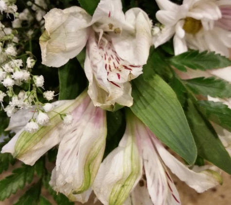 Blooming Creations Florist - San Antonio, TX. Dry & Wilted