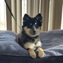 Cornerstone Dog Training - Dog Training