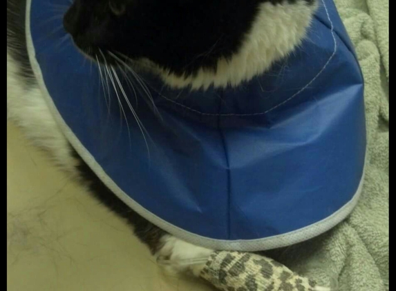 Harper Woods Veterinary Hospital - Harper Woods, MI. Figaro at the hospital with his IV lock and lobster bibb