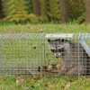 Waltham Pest Control gallery