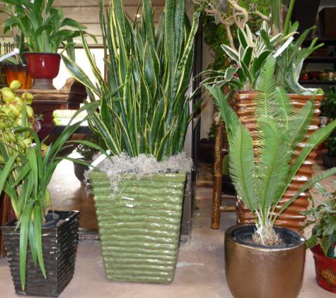 Exotic Plants Ltd. - Sacramento, CA