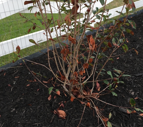 Lawn Care Done Right - Fort Worth, TX. Dead plant that was replaced with 1/2 the size i paid for. Irrigation systems done wrong, trees left and watered for over two weeks