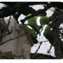 LP Tree Service inc