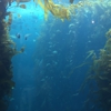 Breakwater SCUBA gallery