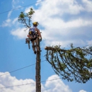 Upper Cut Tree Service - Arborists