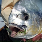 Chaser Key West Fishing