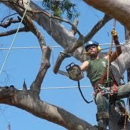 Advanced Tree Care - Tree Service