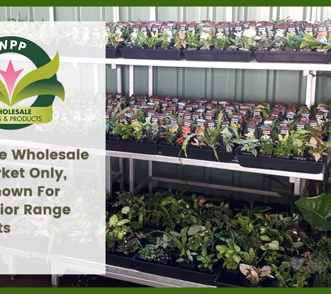 Wholesale Plants & Products Pty Ltd - Dry Creek, SA. We Service Wholesale Trade Market Only, We Are Known For Our Superior Range Of Products