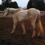 Paws Ranch Equine Rescue, Inc.