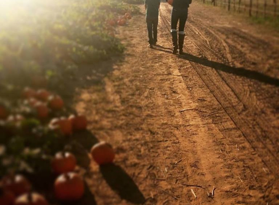 T G Farms - Newcastle, OK. Walking thru the pumpkin patch