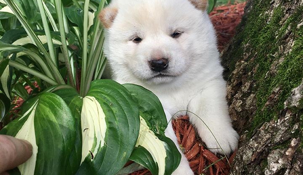 Sunset Ridge Puppies - Boyceville, WI