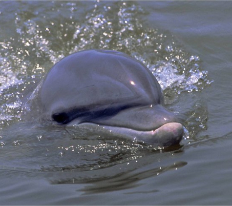 Jekyll Island Boat Tours - Jekyll Island, GA