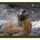 BFK Backyard Farm Eggs - Eggs