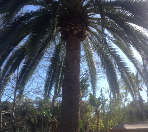 Cesareo Tree Service - Oceanside, CA