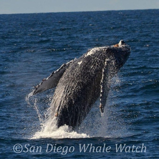 San Diego Whale Watch - San Diego, CA