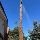 Revival Tree Service - Tree Service