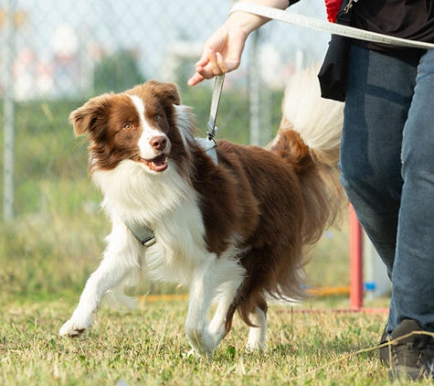 Dog Trainers Workshop - Fountain Inn, SC