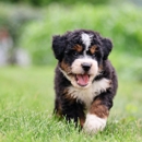 Berry Patch Puppies - Pet Breeders