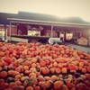 Papas Pumpkin Patch gallery