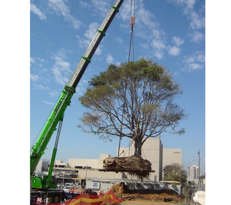 The Tree Doctor (Qld) Pty Ltd - Everton Hills, QLD