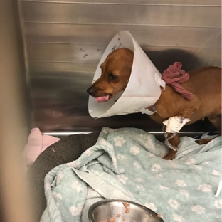 VCA Becker Animal Hospital and Pet Resort - San Antonio, TX. Eating after surgery.