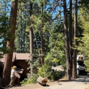 Twain Harte Tree Service - Tree Service