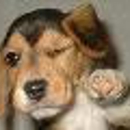 Puppy Love - Pet Boarding & Kennels