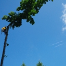 Advance Tree Pros - Tree Service