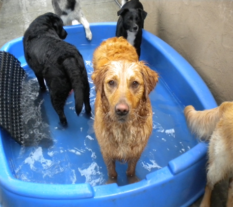 Top Dog Daycare and Boarding - Columbus, OH