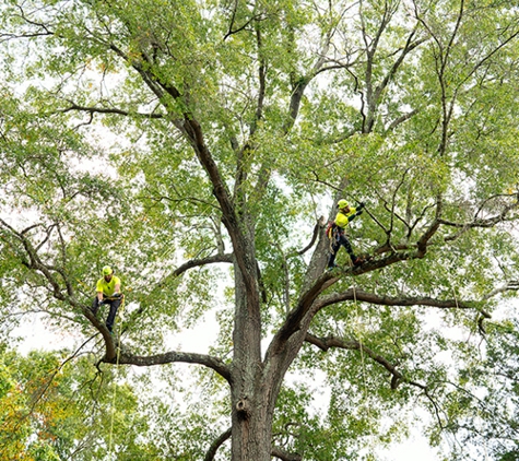 Bartlett Tree Experts - Los Angeles, CA