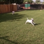 Kennel Comfort Pet Motel and Dog Training Tucson