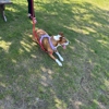 I Wuff You Dog Training and Coaching gallery