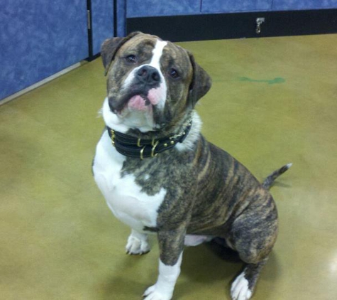 Bull Slayer Kennels - Greensburg, PA