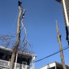 BAH Pro Tree Service gallery