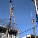 BAH Pro Tree Service - Crane Service