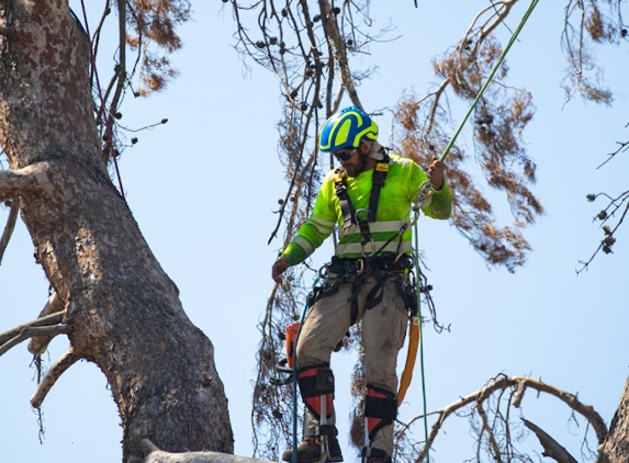 Valley Tree Care